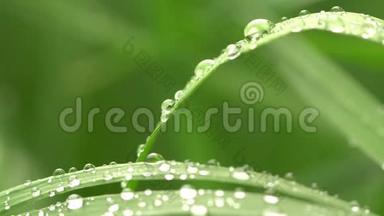 新鲜的青草有露珠的片段，绿色草地上有露珠的片段，绿色草地上有雨点的片段，绿色草地上有露珠的片段